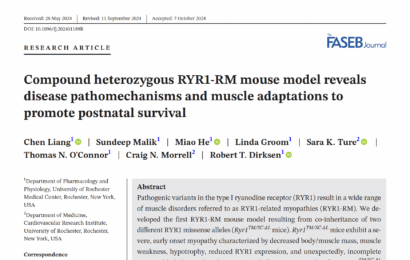 Compound heterozygous RYR1-RM mouse model reveals disease pathomechanisms and muscle adaptations to promote postnatal survival